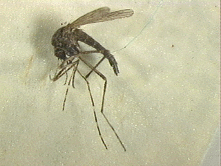 Salt marsh mosquito shown in a close-up illustration.