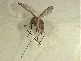 Close-up image of a culex mosquito.
